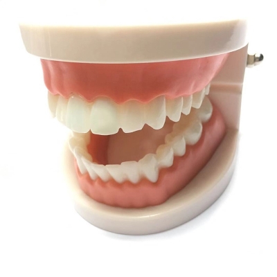 Standard Dental Demonstration Tooth Teaching Children Brushing Training Teeth Model