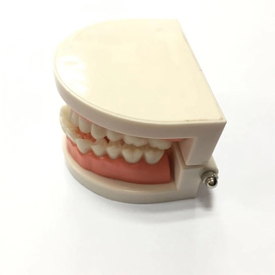 Standard Dental Demonstration Tooth Teaching Children Brushing Training Teeth Model