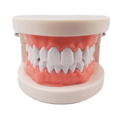 Standard Dental Demonstration Tooth Teaching Children Brushing Training Teeth Model