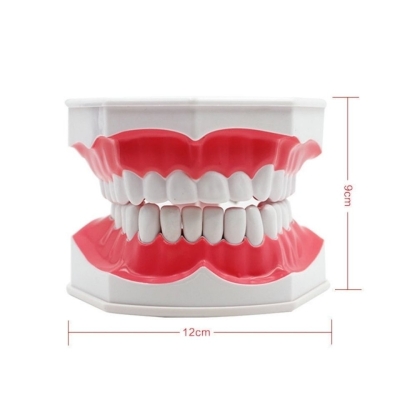 2 Times Teeth Model Dental Model for Demonstration and Teaching