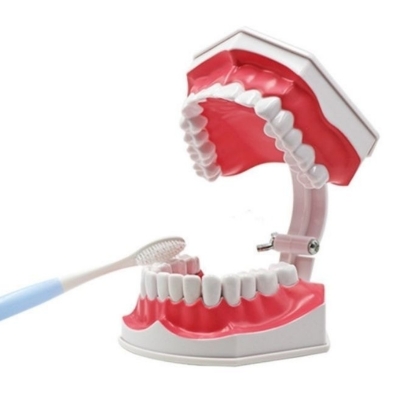 2 Times Teeth Model Dental Model for Demonstration and Teaching