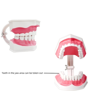 2 Times Teeth Model Dental Model for Demonstration and Teaching