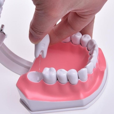 2 Times Teeth Model Dental Model for Demonstration and Teaching