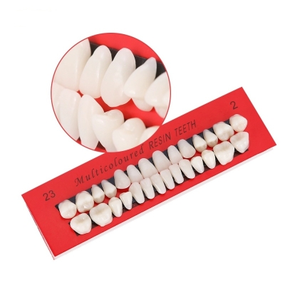 Dental Material Tooth Teaching Models Synthetic Resin Teeth Model