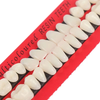 Dental Material Tooth Teaching Models Synthetic Resin Teeth Model