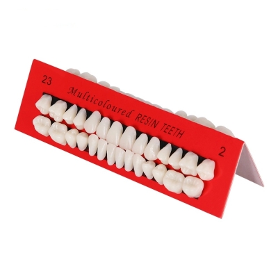 Dental Material Tooth Teaching Models Synthetic Resin Teeth Model